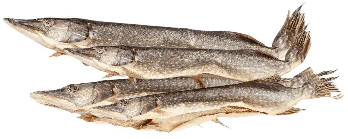 Hecht gesalzen, getrocknet, ausgenommen – Premium Fischgenuss aus Kasachstan | myRibka - Image 3