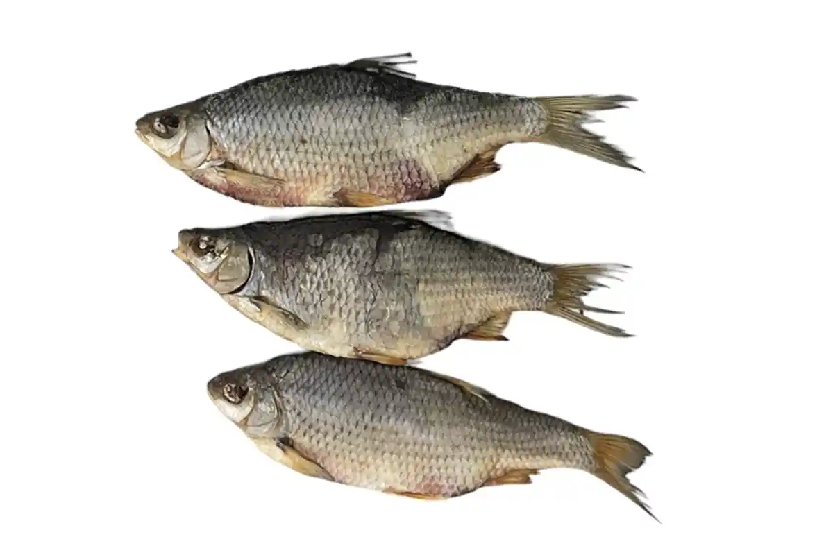 Plötze/Rotfeder gesalzen & getrocknet – Traditioneller Fisch-Snack | myRibka - Image 3